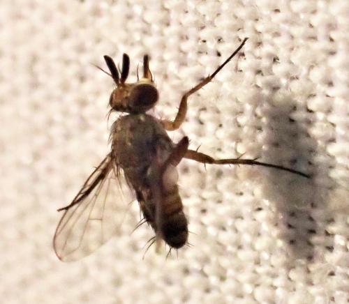 Réf. 311 822 : Siphona sp.